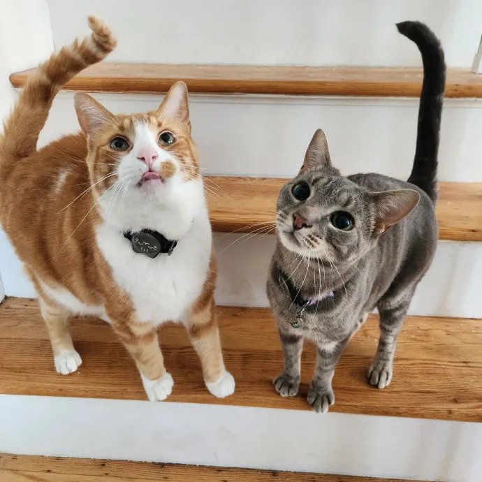 The Best Care For Your Best Friends