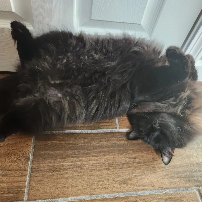 The Best Care For Your Best Friends