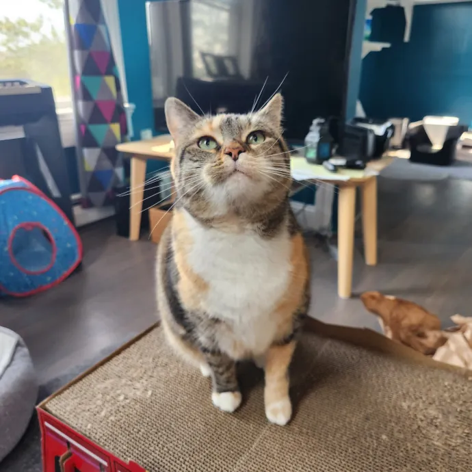 The Best Care For Your Best Friends