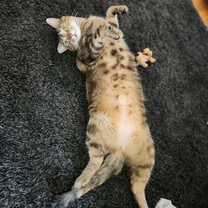 The Best Care For Your Best Friends