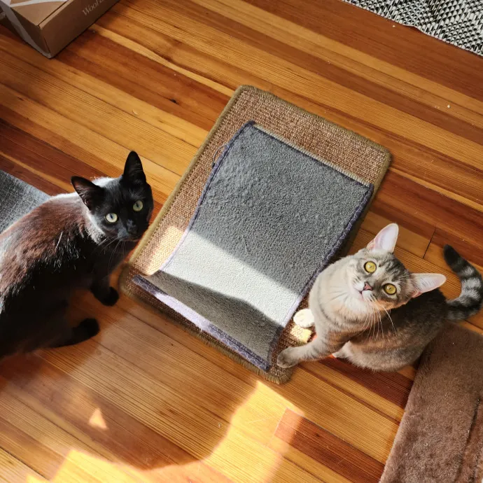 The Best Care For Your Best Friends