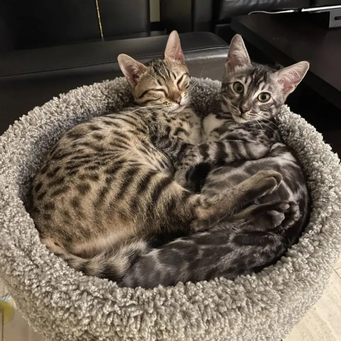 The Best Care For Your Best Friends