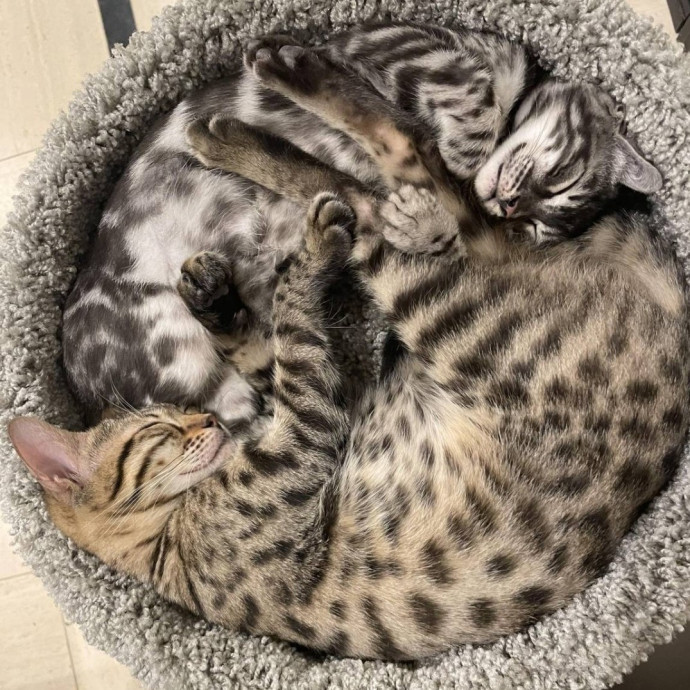 The Best Care For Your Best Friends