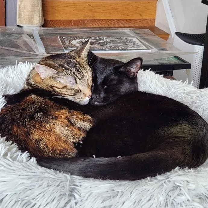 The Best Care For Your Best Friends