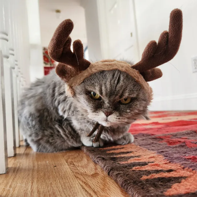 The Best Care For Your Best Friends