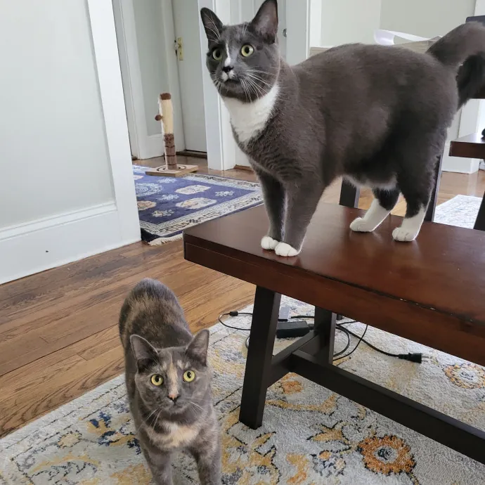 The Best Care For Your Best Friends