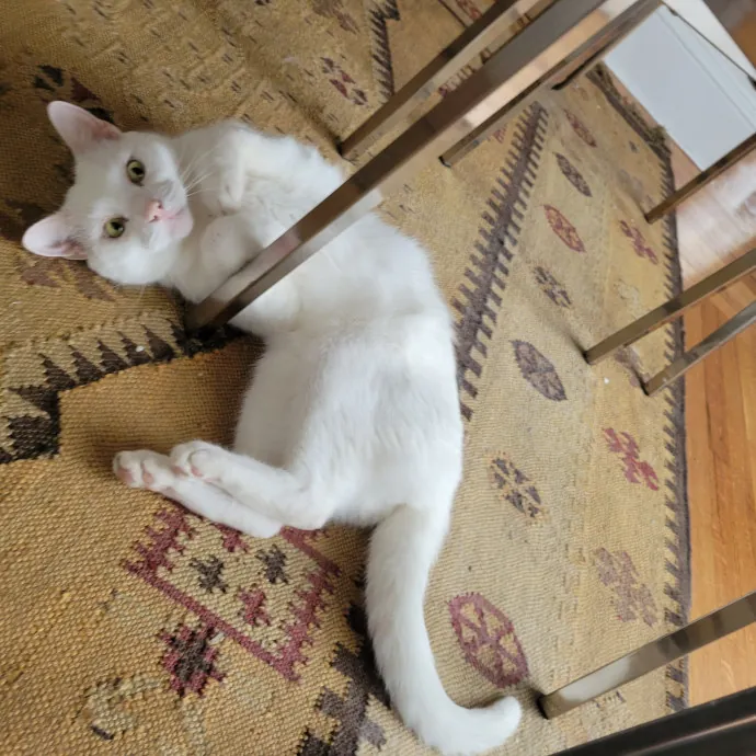 The Best Care For Your Best Friends