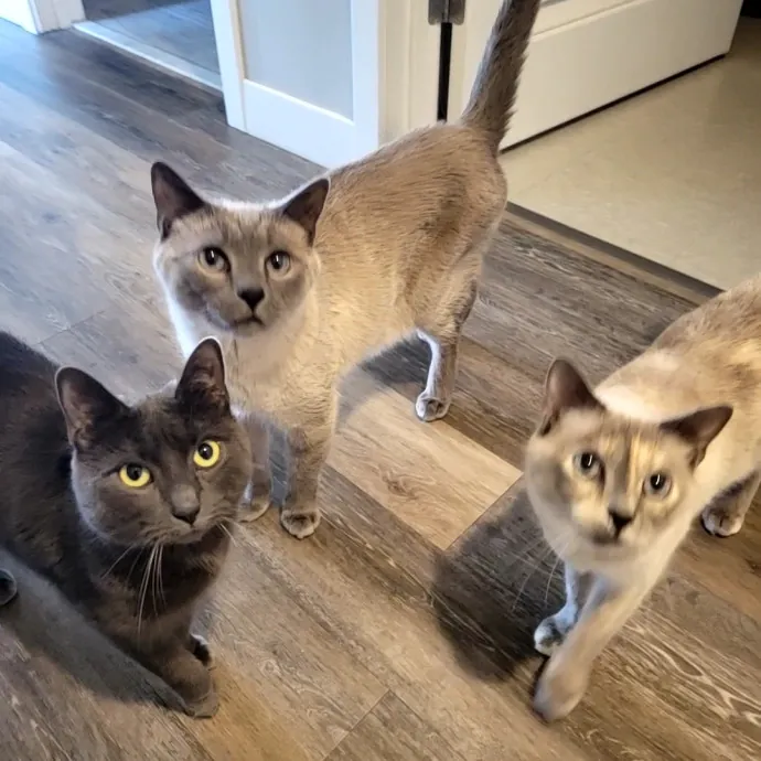 The Best Care For Your Best Friends