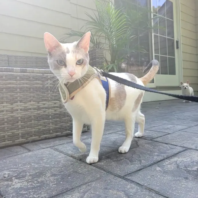 The Best Care For Your Best Friends