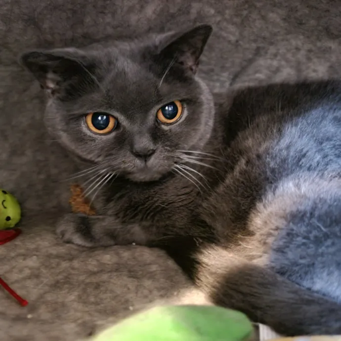 The Best Care For Your Best Friends