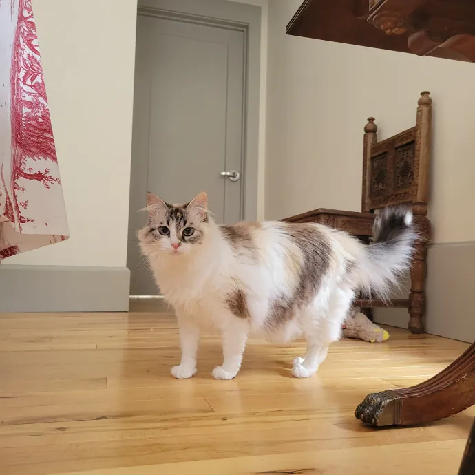 The Best Care For Your Best Friends