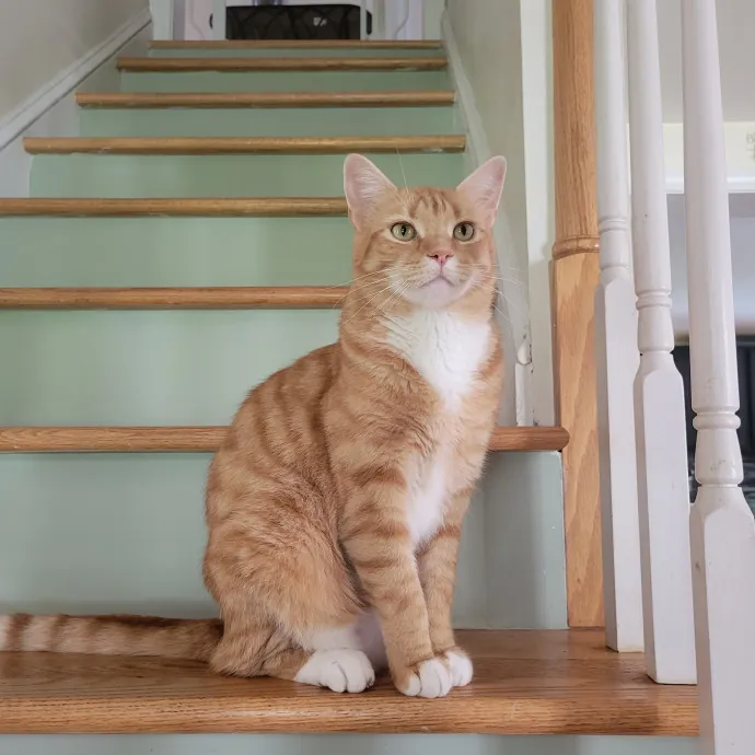 The Best Care For Your Best Friends