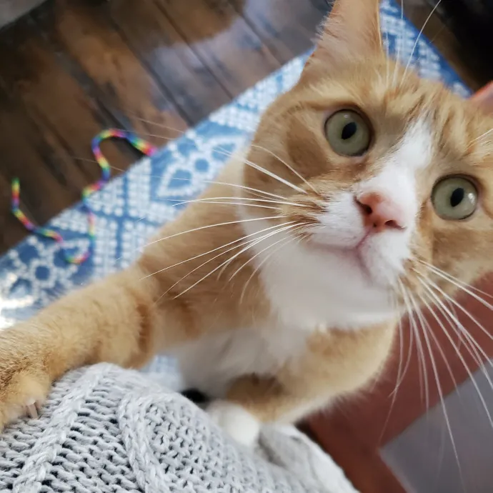 The Best Care For Your Best Friends