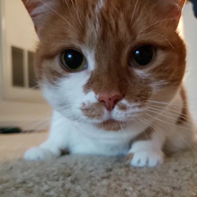 The Best Care For Your Best Friends