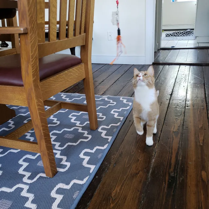 The Best Care For Your Best Friends