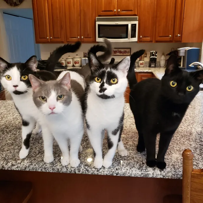 The Best Care For Your Best Friends