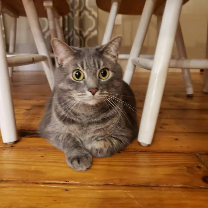 The Best Care For Your Best Friends