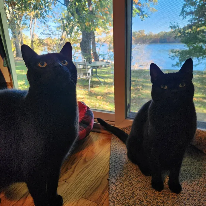 The Best Care For Your Best Friends