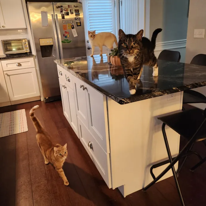 The Best Care For Your Best Friends