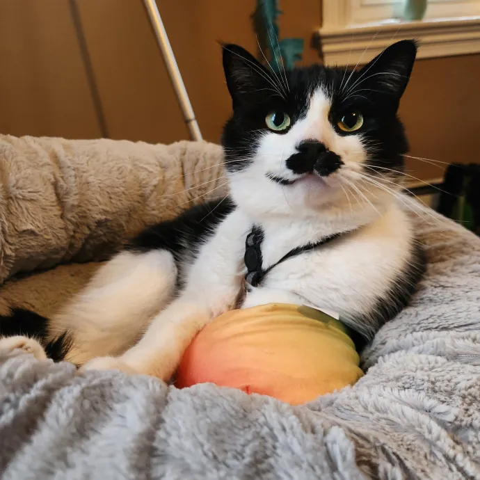 The Best Care For Your Best Friends