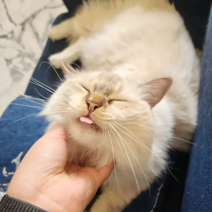 The Best Care For Your Best Friends