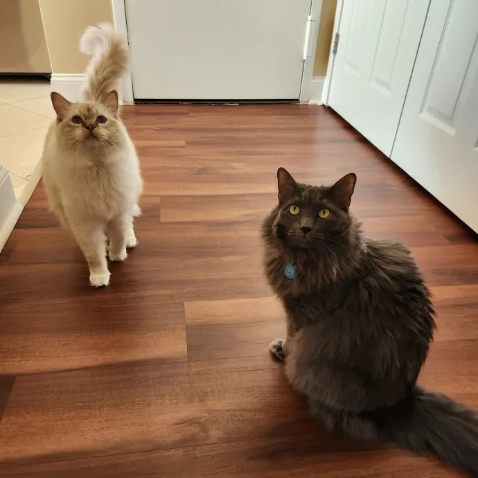 The Best Care For Your Best Friends