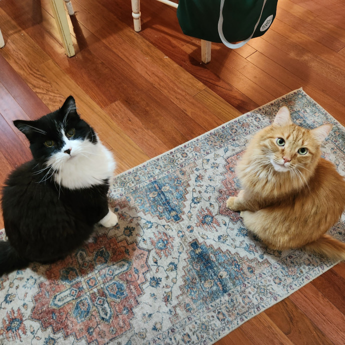 The Best Care For Your Best Friends photo 3