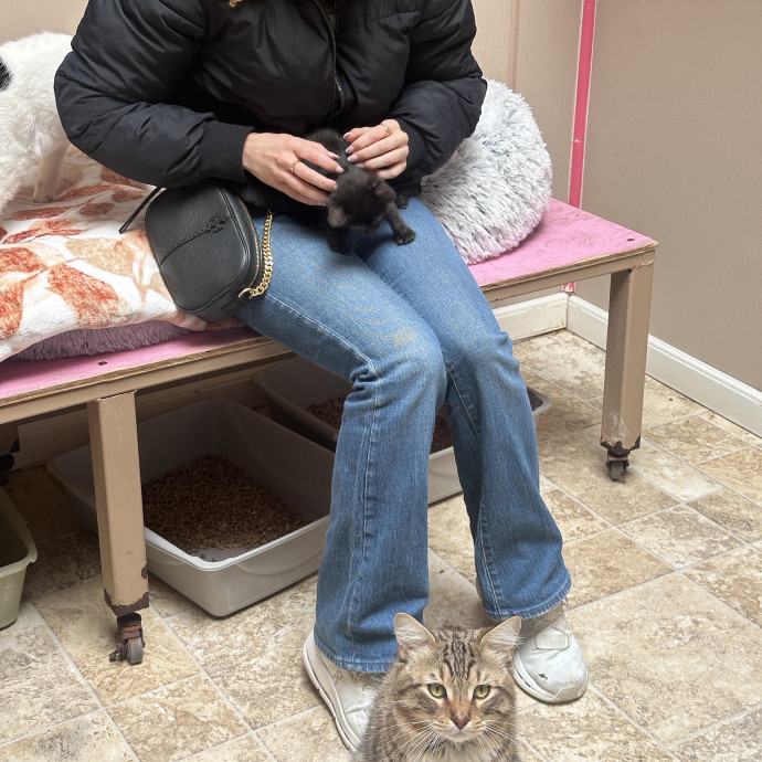 Cat Mom And Former Foster Parent