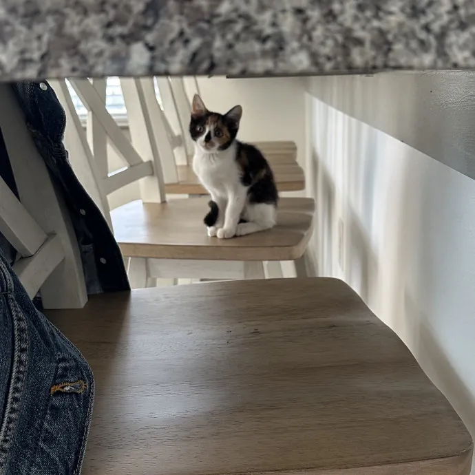 Ready To Luv Your Kitten