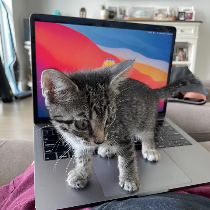 Ready To Luv Your Kitten photo 4