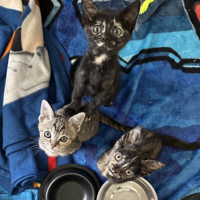 Cat Mom And Former Foster Parent