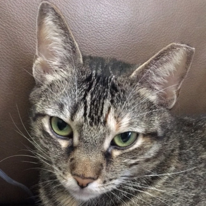 Cat Mom And Former Foster Parent