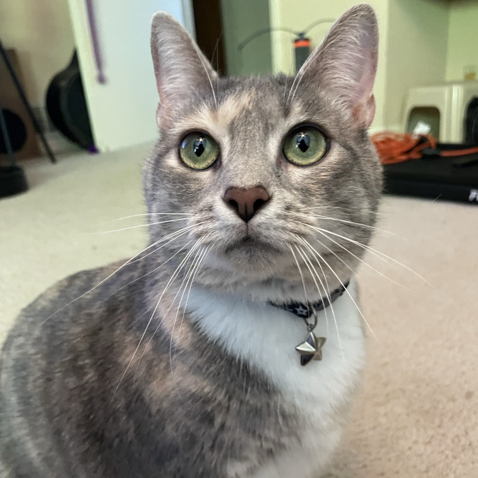 Cat Enthusiast Here To Help