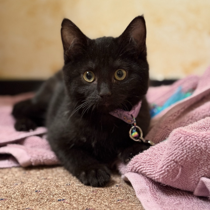 Cat Enthusiast Here To Help photo 3