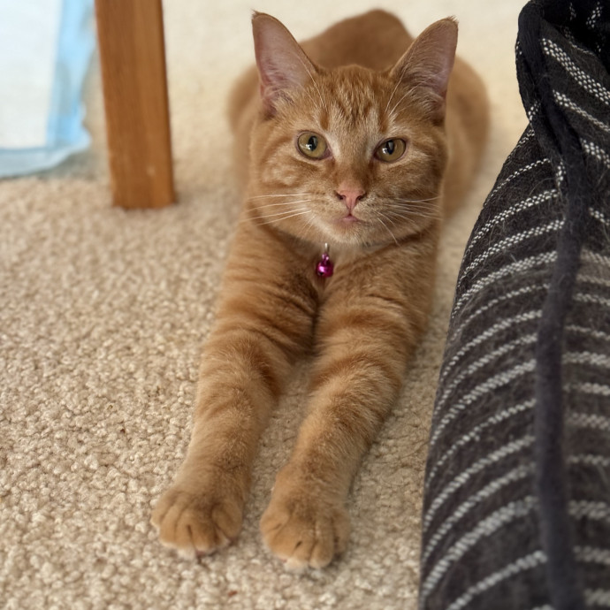 Cat Enthusiast Here To Help photo 2
