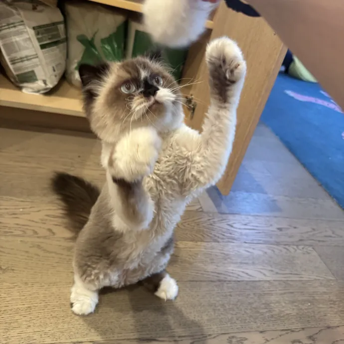 Hollywood's Pawsome Care