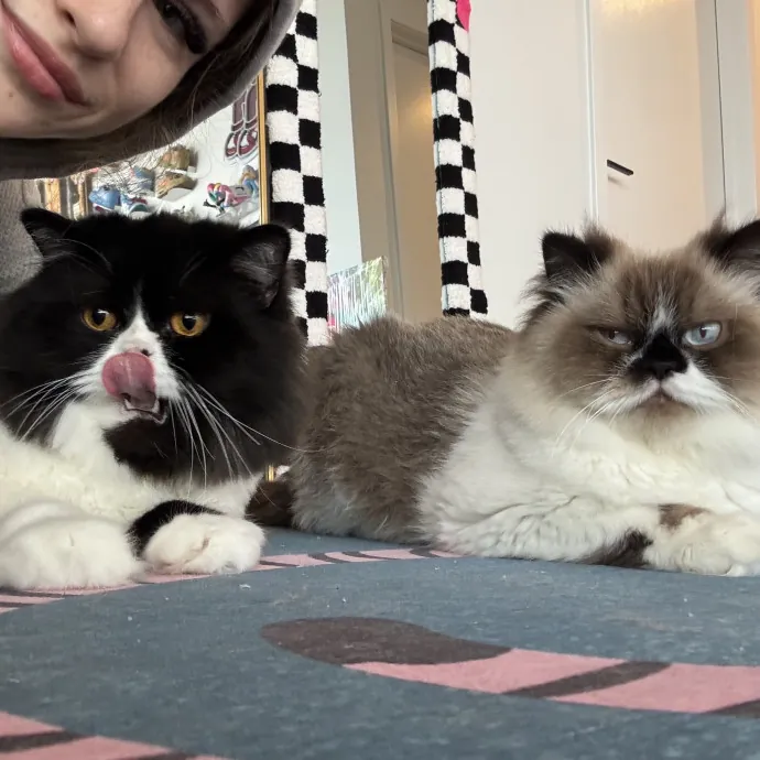 Hollywood's Pawsome Care