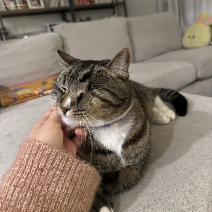 Hollywood's Pawsome Care