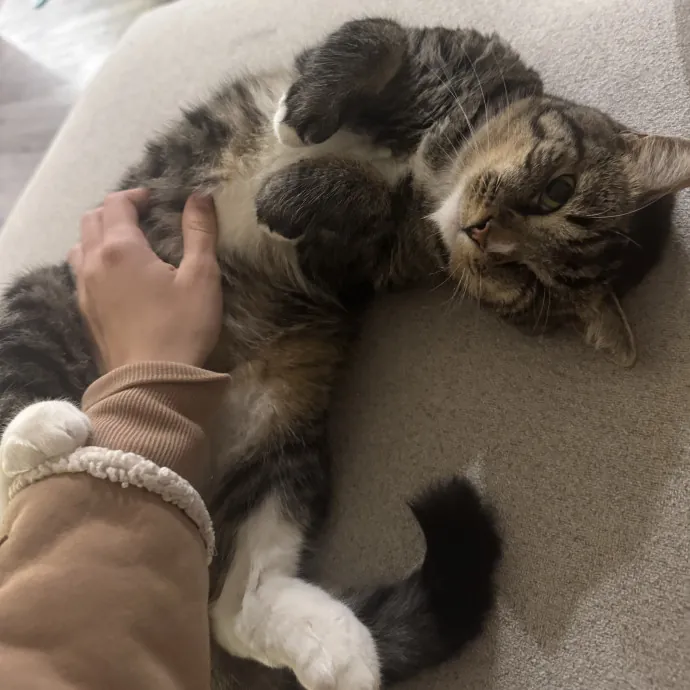 Hollywood's Pawsome Care