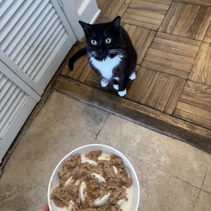 Hollywood's Pawsome Care