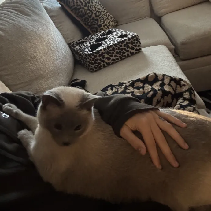 Hollywood's Pawsome Care