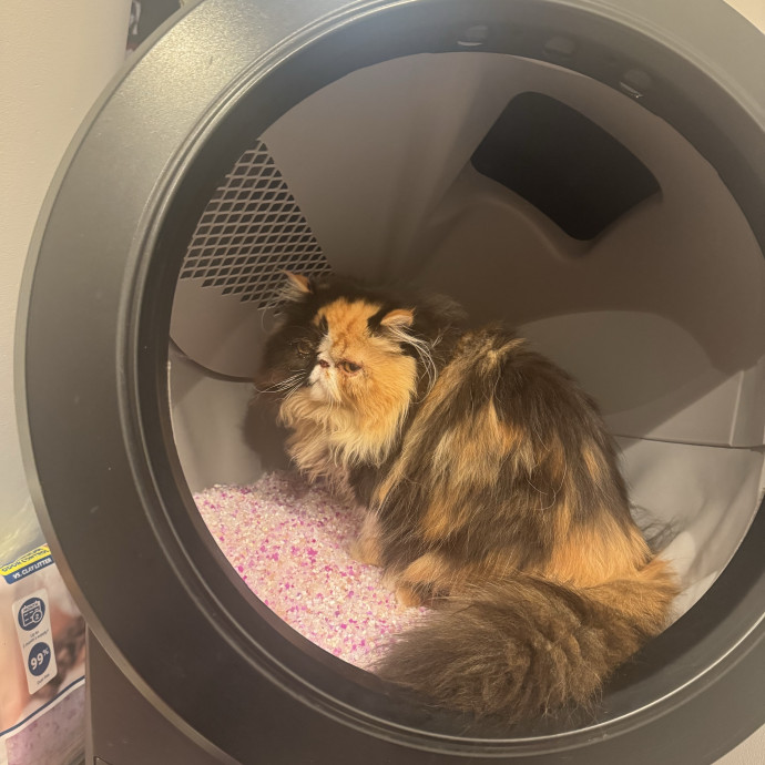 Hollywood's Pawsome Care