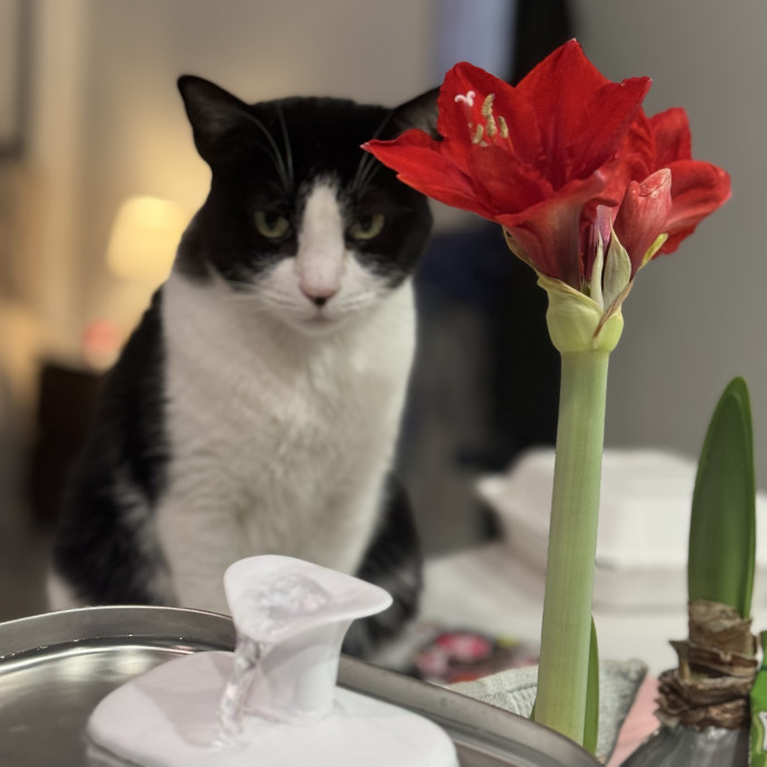 Hollywood's Pawsome Care