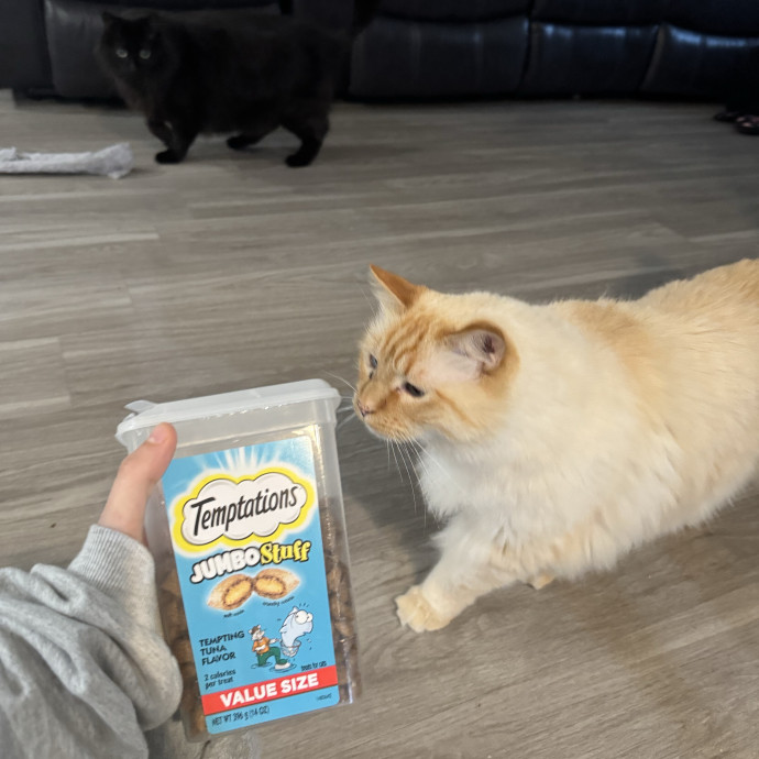 Hollywood's Pawsome Care