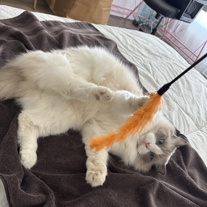Hollywood's Pawsome Care