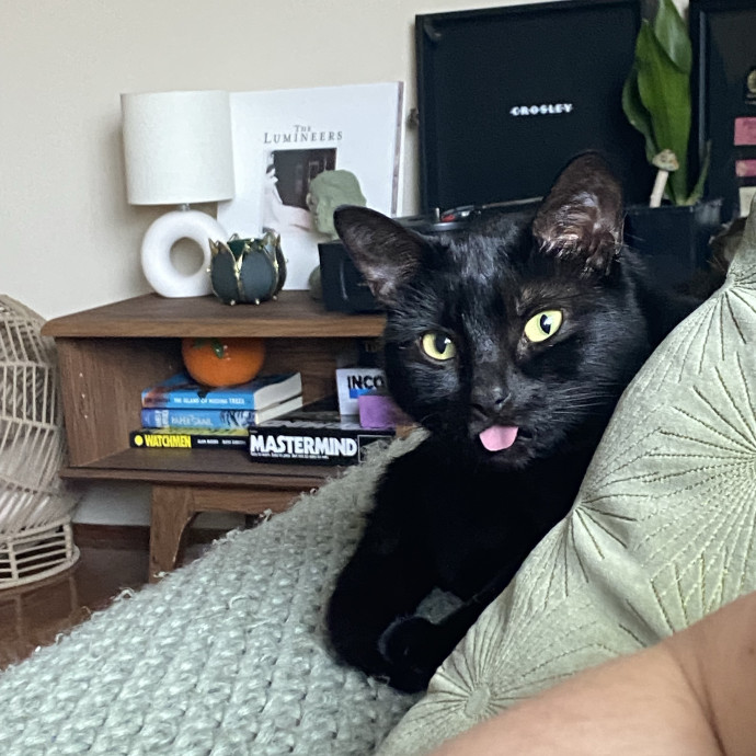 Psst Psst Come Here Kitty Sitting  photo 3