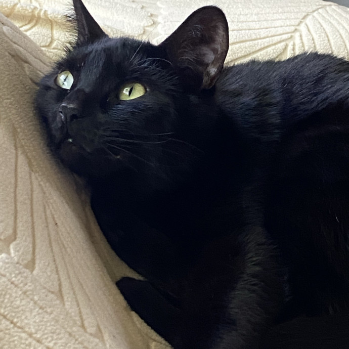 Psst Psst Come Here Kitty Sitting  photo 2