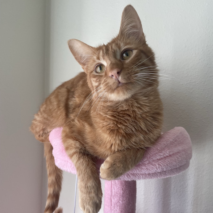 Your Cat's Second Favorite Person