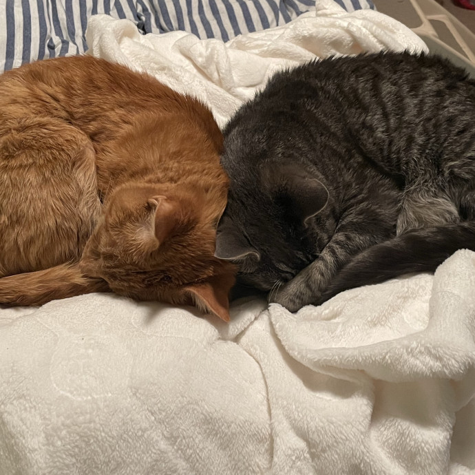 Your Cat's Second Favorite Person