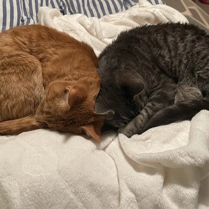 Your Cat's Second Favorite Person